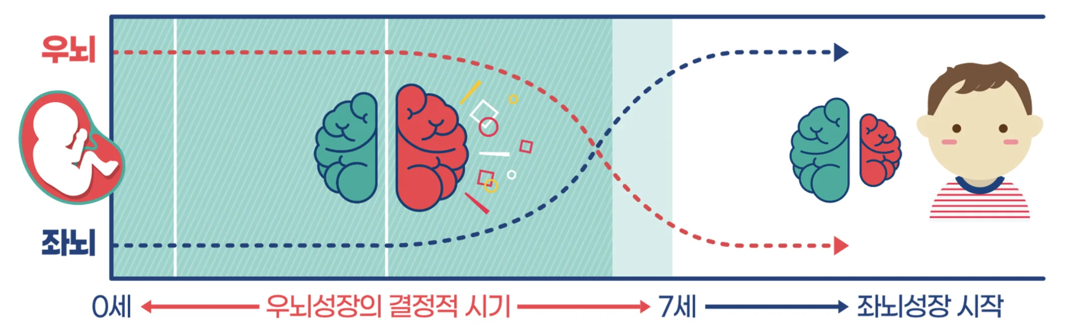 우뇌 발달 타임라인 - 0세부터 7세까지 우뇌성장의 결정적 시기